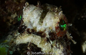 Juvenile Estuarine Stone Fish.... Sure fan of Bob Marley.... by Jonathan Sala 